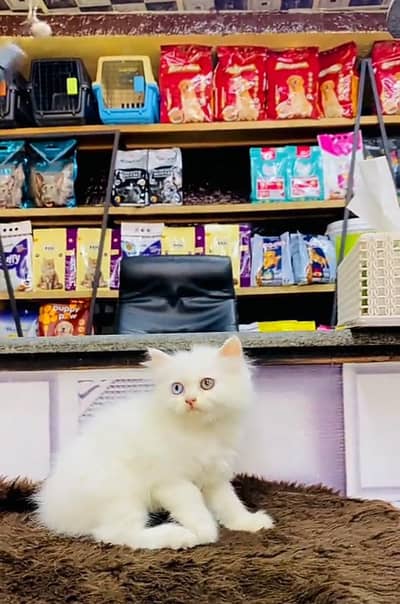 Persian cat triple cod for sale,my WhatsApp 03464644037