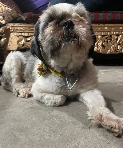 shih tzu