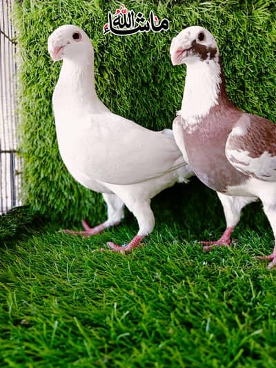 Garman Beauty Breder pair For Sale