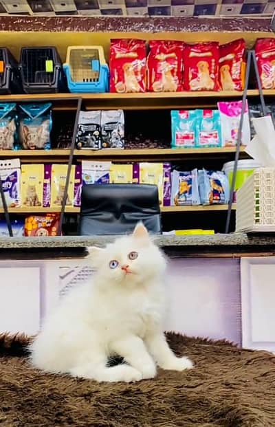 Persian cat triple cod for sale,my WhatsApp 03265565734