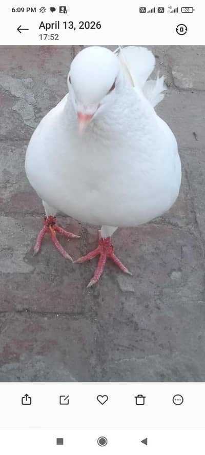 king female