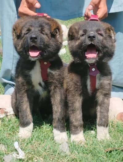 king Kurdish kangal puppies security Dog available for sale