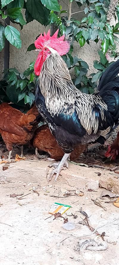 Austrolop heritage rooster