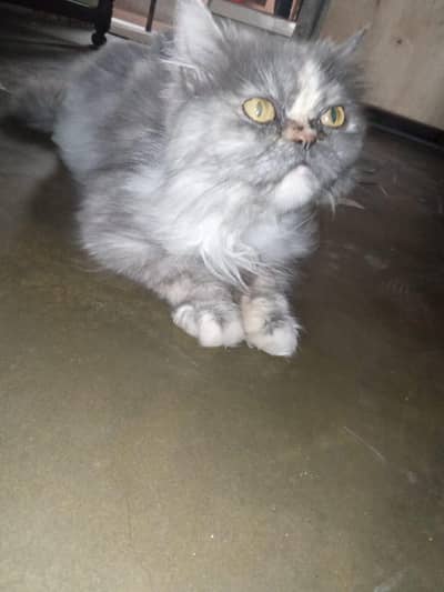 persian cat