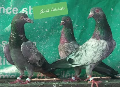 کمانگر امام دین سپیشل