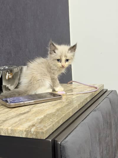 Siamese 2 months female