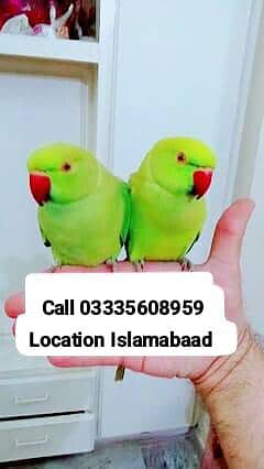 Single 8500 Hand Tamed Friendly Green Ring Neck Parrots Male/Female