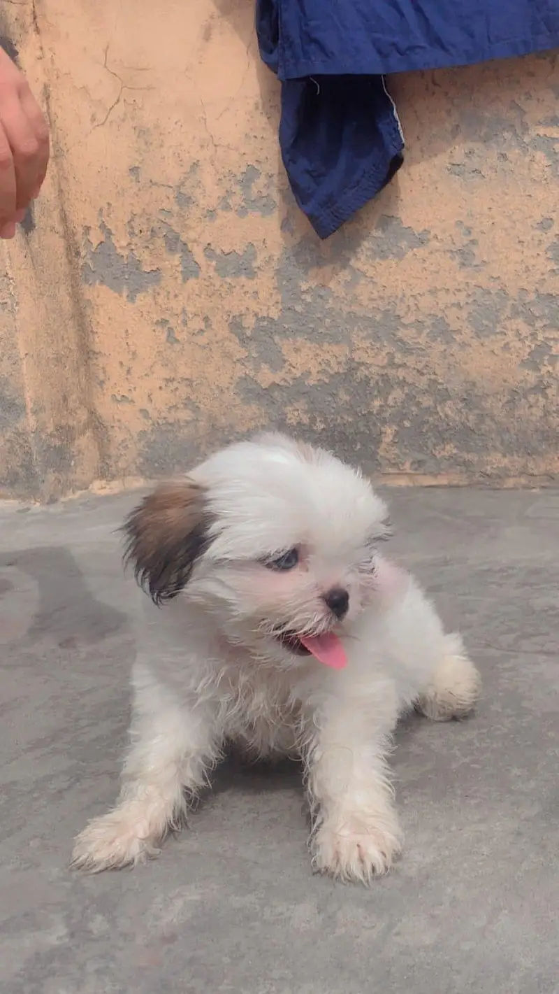 Shihtzu Female Puppy / Shihtzu Male Puppy/ Shihtzu Available in Lahore — photo 3