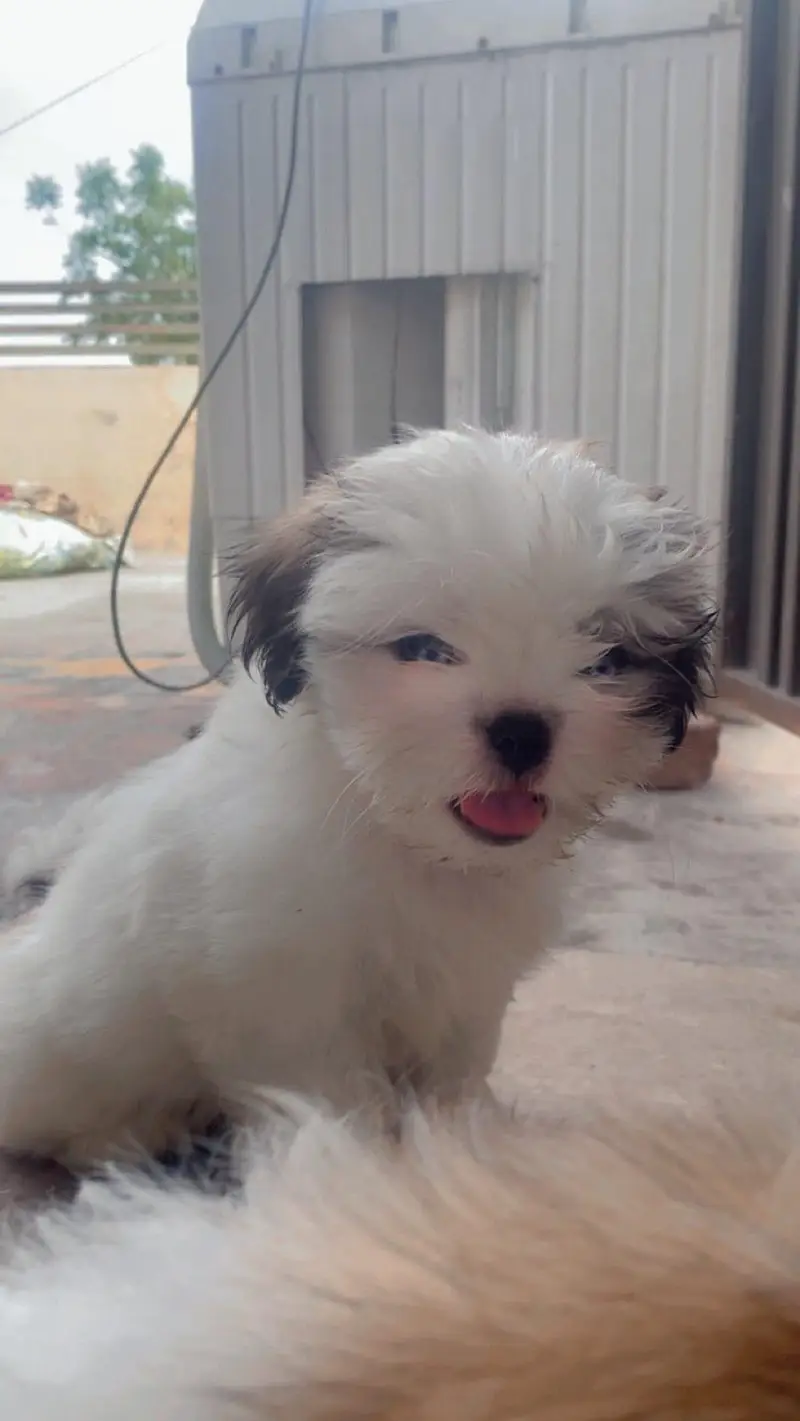 Shihtzu Female Puppy / Shihtzu Male Puppy/ Shihtzu Available in Lahore — photo 4