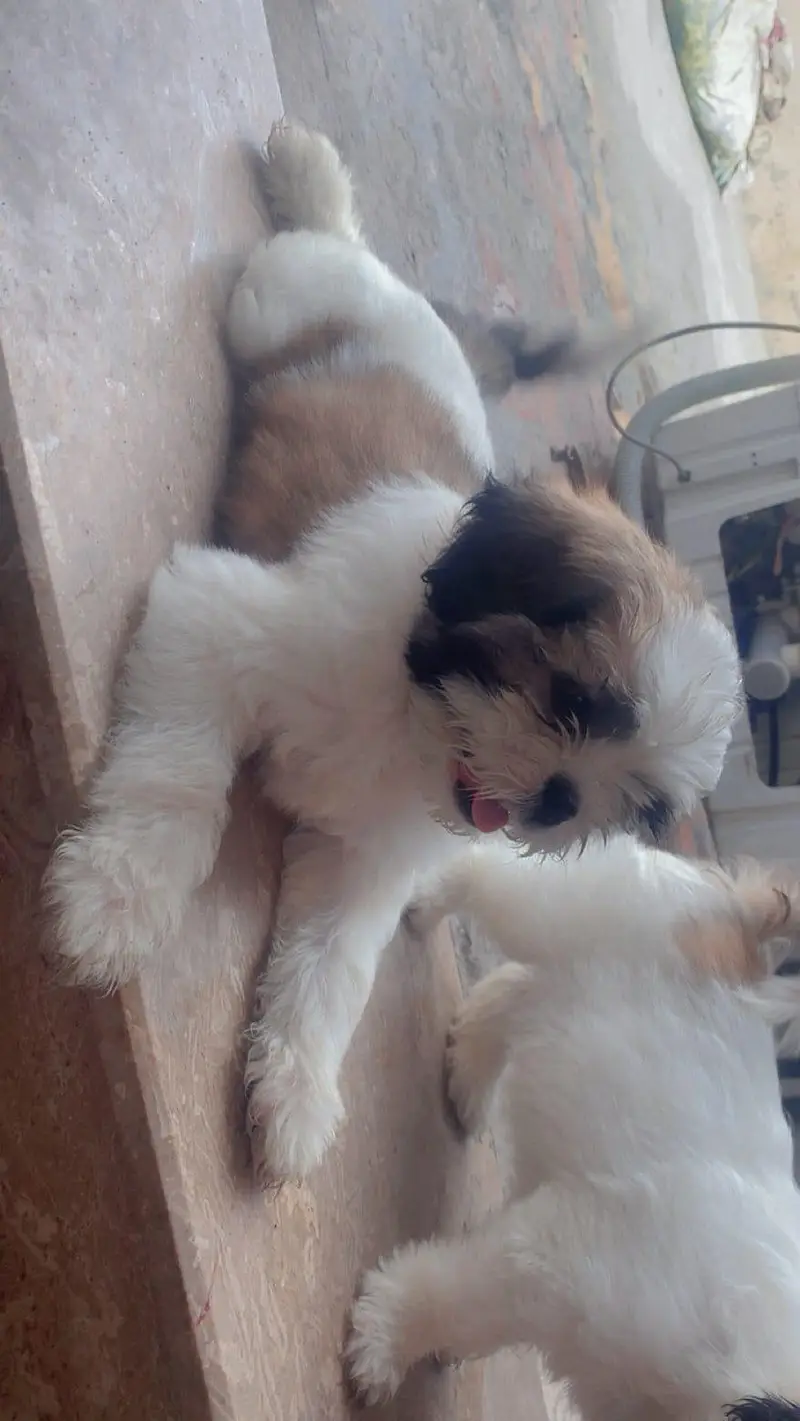 Shihtzu Female Puppy / Shihtzu Male Puppy/ Shihtzu Available in Lahore — photo 5
