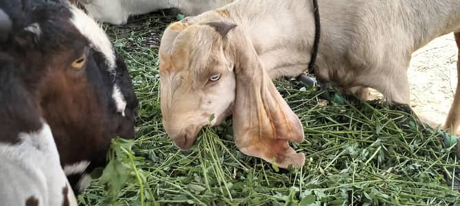 piuer dasi khasi bakra