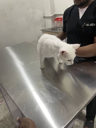 Persian female cat colourfull eyes  with cat house