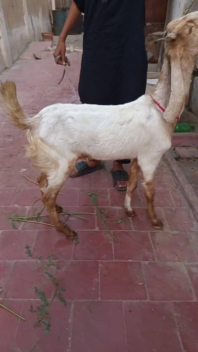 Qurbani ka Bakra || 2 daant kassi Bakra