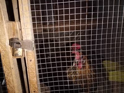 golden misri hens  quantity 5