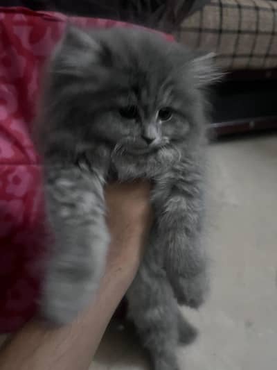 Persian cat/kitten