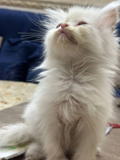 Persian triple coat kittens