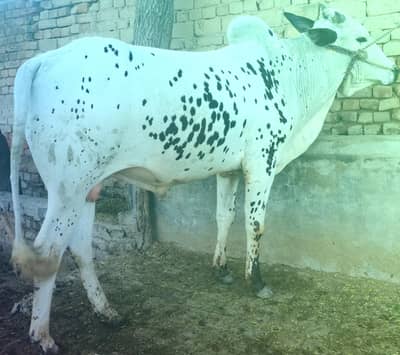 donda vicha bray frokhet