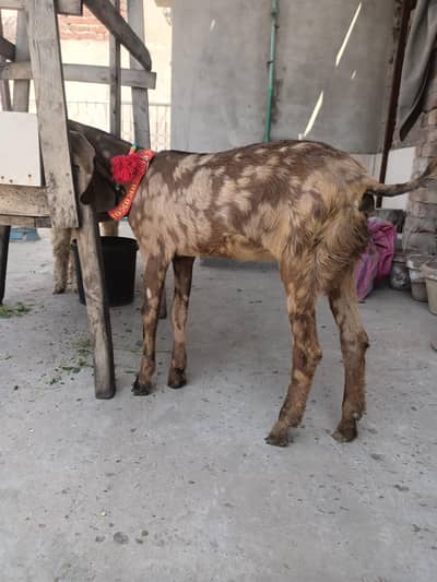 pure shera print femal bacha