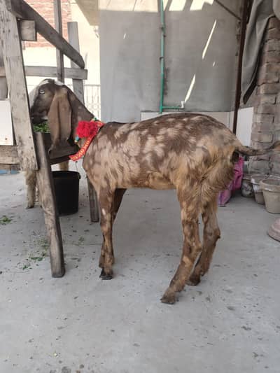 femal bacha shera print