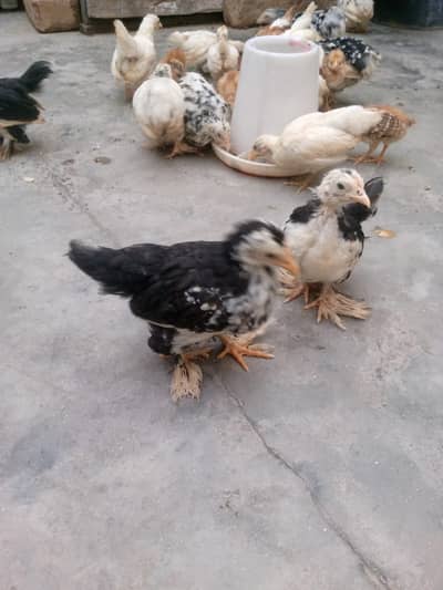 Milli flower, Japanese chick/incubator, brooder