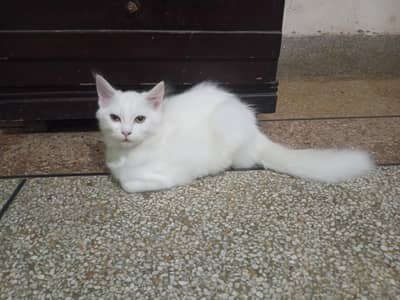 Persian male kitten hazel eye litter trained