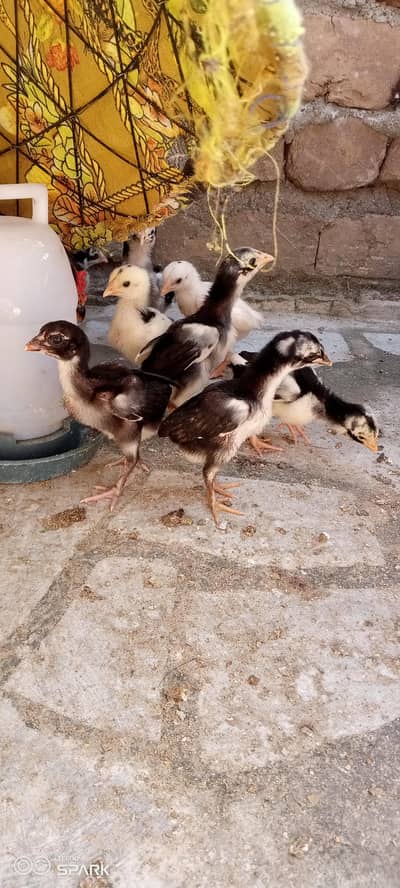 Aseel chicks