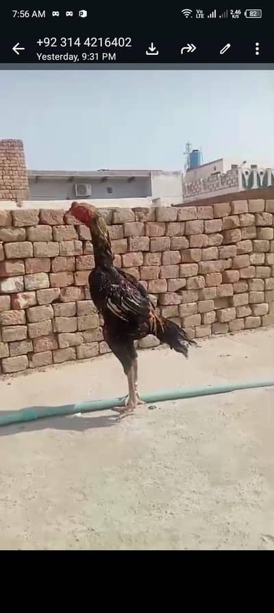 Aseel murga for sale hai