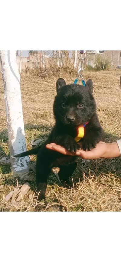 German Shepherd mali Dog| Long Coat puppies | Dog For Sale | GSD