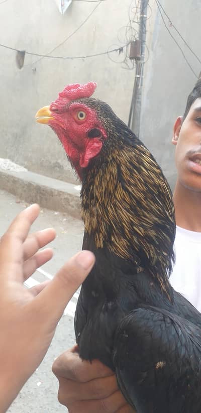 pure aseel old blood