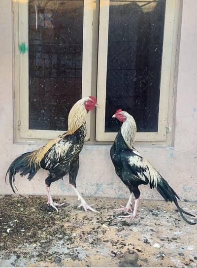 Aseel jawa murgha 2 han 12000 each