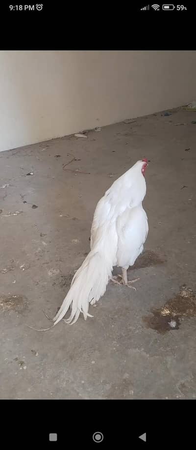 Pure Quality Mianwali Heera For Sale. 03325888301