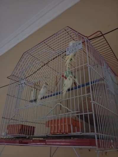 Budgies pair for sale
