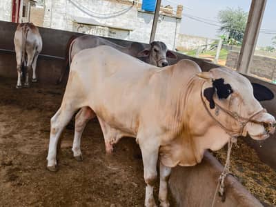 bulls for qurbani 2026