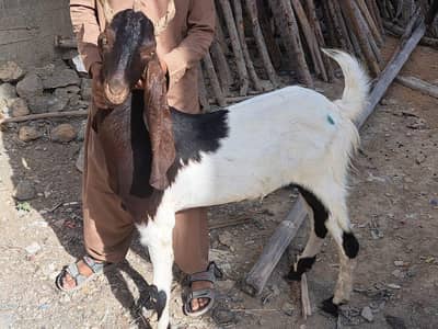bakra