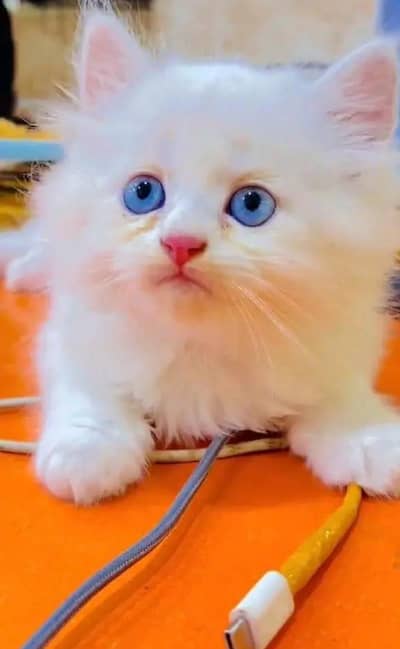 Persian female kitten for sale vaccinated 03464647359