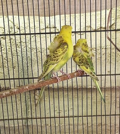 hogoromo ressisive pied 2  pair