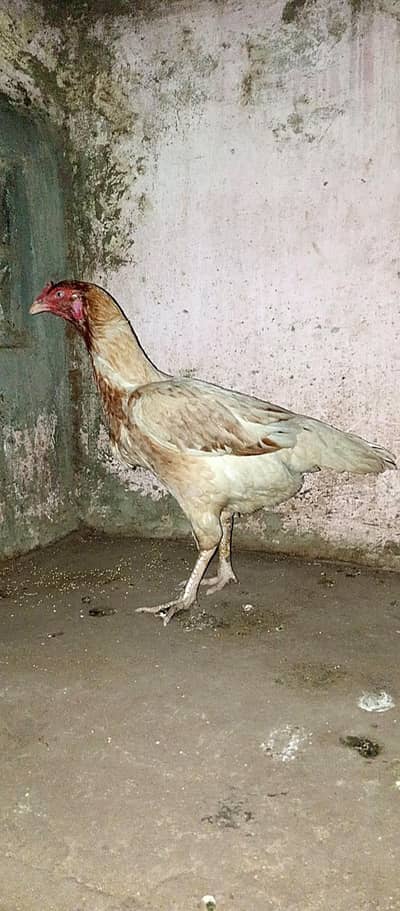 High quality aseel Madi