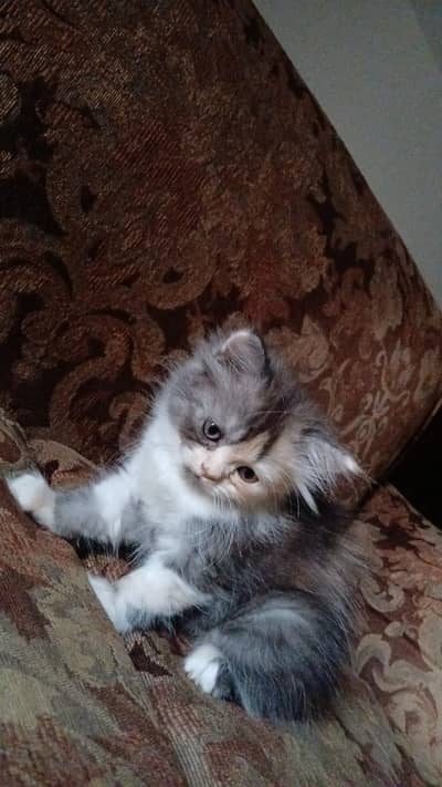 both females homebreed