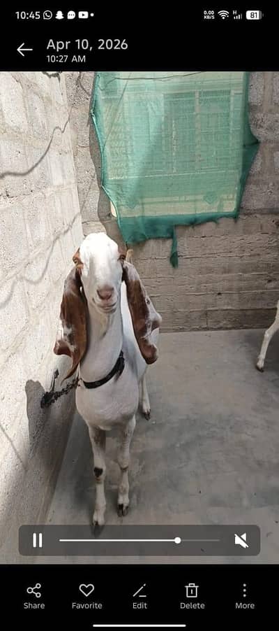 Bakra