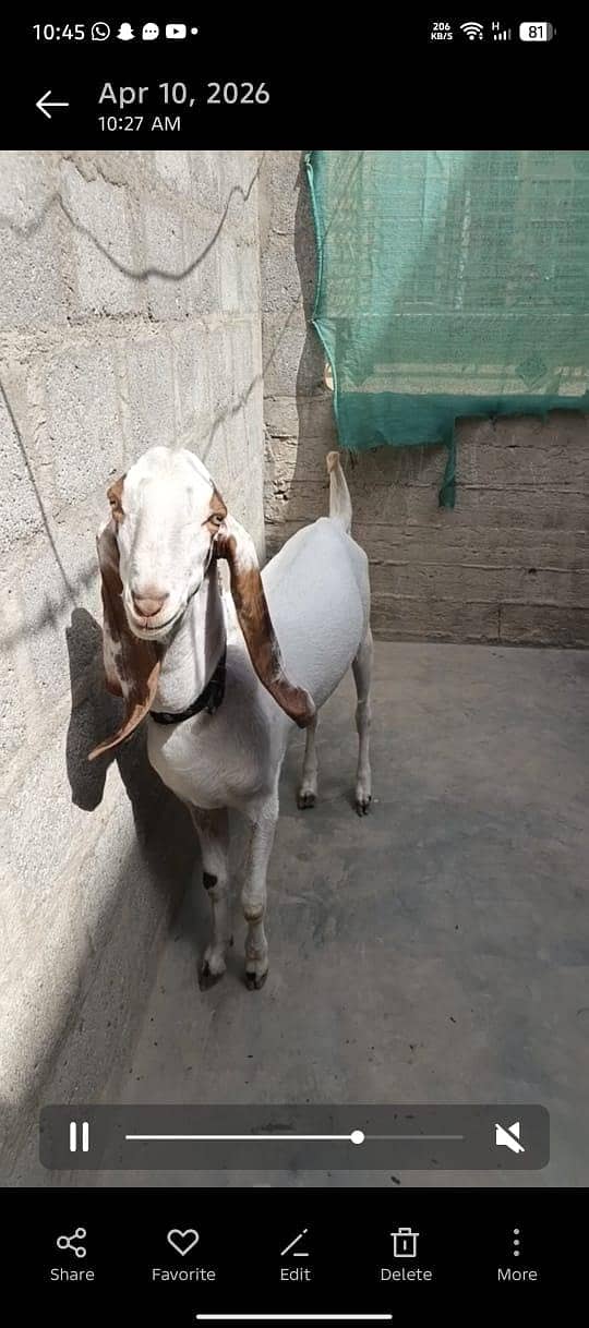 Bakra 1