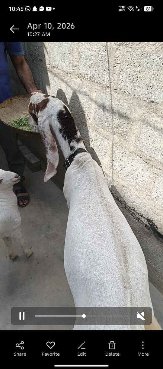 Bakra 3
