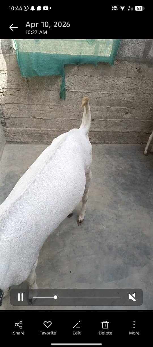 Bakra 4