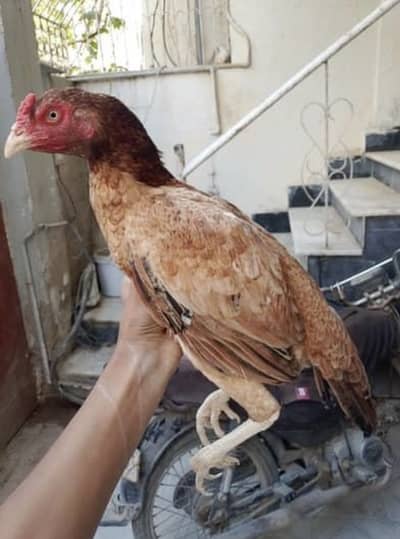 Aseel Hens ready to Lay eggs