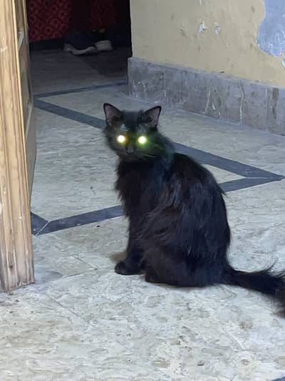 For free koe passy nhi