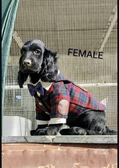 Cocker Spaniel | Cocker Spaniel Puppy | Pedigree Dog For Sale