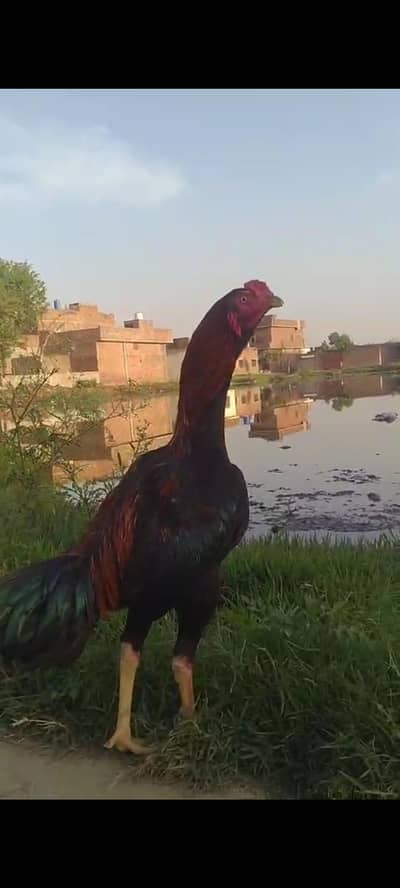 Pure Aseel Murga  7 Month old