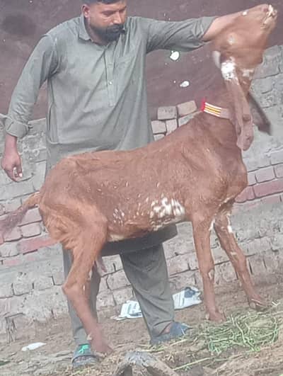 Makhi cheeni Gabn bakri sale