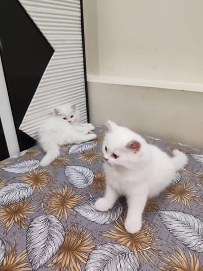 Persian kitten 2 male available  in okara