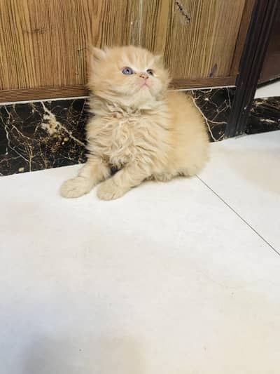 Tripple coated persian kittens