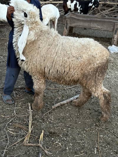 2 kajia sheep good quality